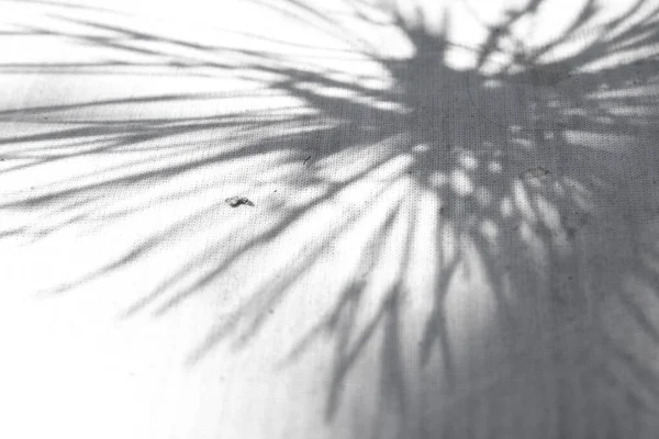 Güzel gölgesi olan doğal beyaz bir arka plan. Siyah ve beyaz tekstil arkaplanı