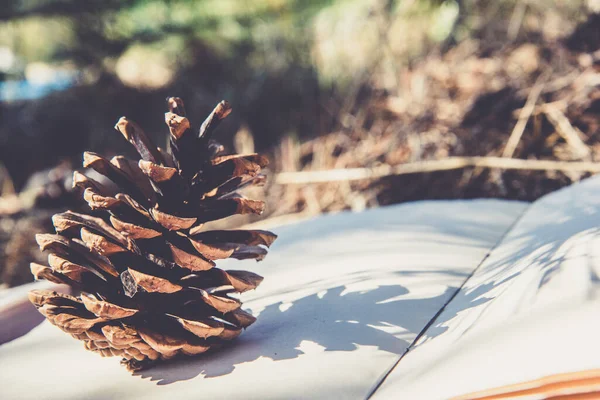 Hermoso Cono Abeto Con Sombra Página Blanca Del Cuaderno Fondo —  Fotos de Stock