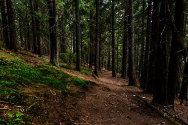 Yoğun, karanlık bir ormanda yosunlu yamaç boyunca dar bir patika. Gizemli orman yürüyüşü yolu ve doğal manzara.