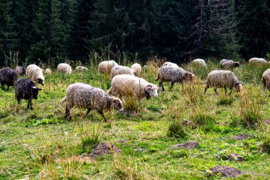 Ormanın yakınındaki çayırlarda otlayan koyun sürüsü