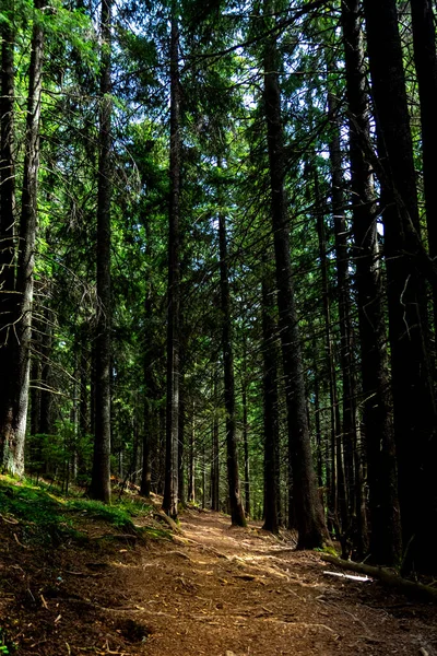 Yoğun karanlık bir ormanda yosunlu yosunlu dar bir patikanın dikey fotoğrafı. Mistik orman sahnesi, peri masalı ya da fantezi dünyasındaki gibi. Karanlık, sık ormanda yosunlu orman patikası