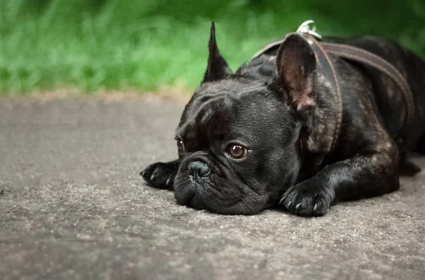 Un perro doméstico yace en el suelo con una cara triste. Un bulldog francés negro está triste porque ha sido regañado. Su mascota favorita está esperando a su dueño y está muy molesta. . — Foto de Stock
