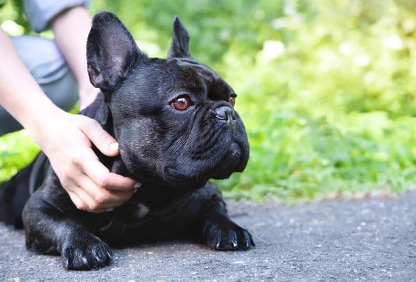 Manos del dueño acariciando a un perro. Propietario acariciando suavemente su bulldog francés. Lindo perro mira a alguien acostado en una cinta de correr. Primer plano retrato buen amigo, perro, expresión facial . — Foto de Stock