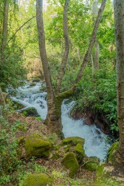 Hermon akışı (Banias) Doğa Rezervatı ' Kuzey İsrail