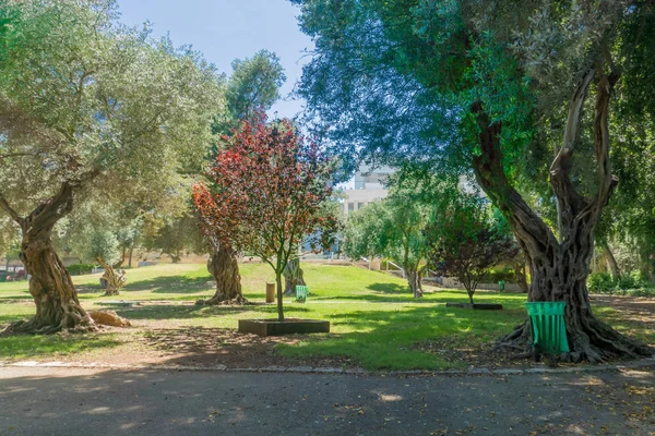 Pohled Benjamina Zahrady Čtvrti Hadar Chof Karmel Haifa Izrael — Stock fotografie