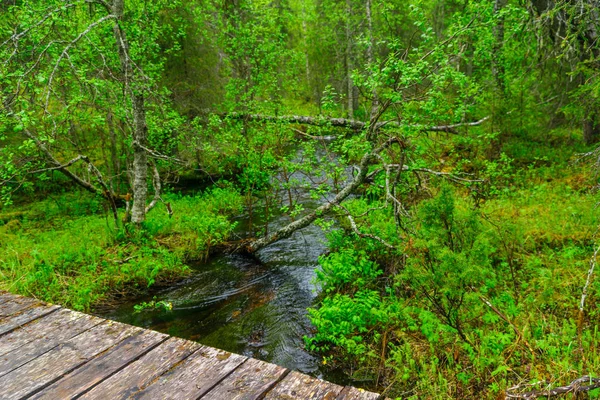 ストリームとピュハ ルオスト国立公園 ラップランド フィンランドの Rykimakero 道の森 — ストック写真