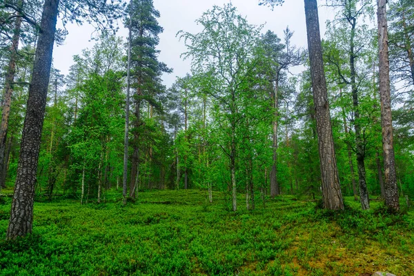 Stromy Les Tunturiaapa Stezce Národním Parku Pyha Luosto Lapland Finsko — Stock fotografie
