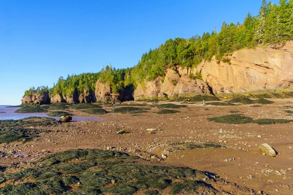 Hopewell Cape Canadá Setembro 2018 Vista Hopewell Rocks Maré Baixa — Fotografia de Stock