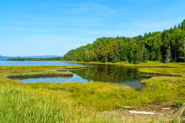 Forillon Ulusal Parkı, Gaspe Yarımadası, Quebec, Kanada 'nın Penouille bölgesindeki orman ve havuzların manzarası