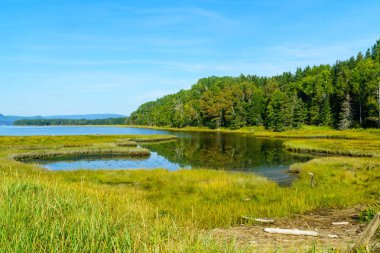 Landscape of forest and pools in the Penouille sector of Forillon National Park, Gaspe Peninsula, Quebec, Canada clipart