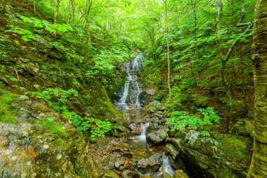 Corney Brook yolunda bir şelale manzarası, Cape Breton Highlands Ulusal Parkı, Nova Scotia, Kanada