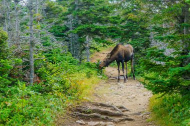 View of a moose, in the skyline trail, Cape Breton Highlands National Park, Nova Scotia, Canada clipart