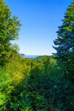 Fundy Ulusal Parkı, New Brunswick, Kanada 'daki ağaçların ve manzaranın görüntüsü