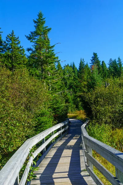 Sendero Elevado Llanura Caribeña Parque Nacional Fundy Nuevo Brunswick Canadá — Foto de Stock