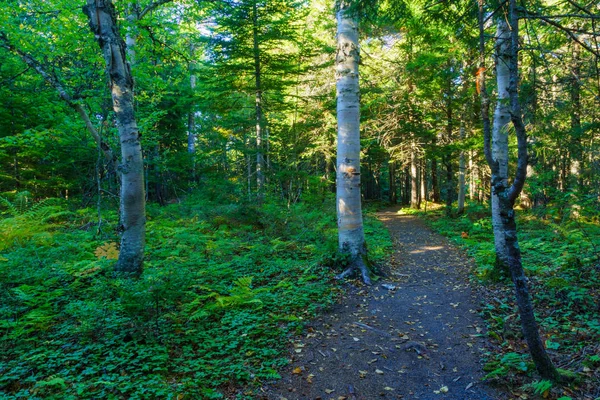 Sentiero Forestale Nella Pianura Caraibica Fundy National Park New Brunswick — Foto Stock