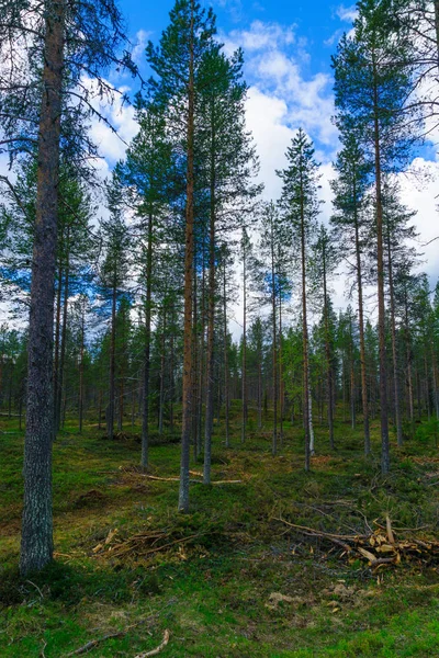 Пейзаж Деревьев Леса Лапландии Финляндия — стоковое фото