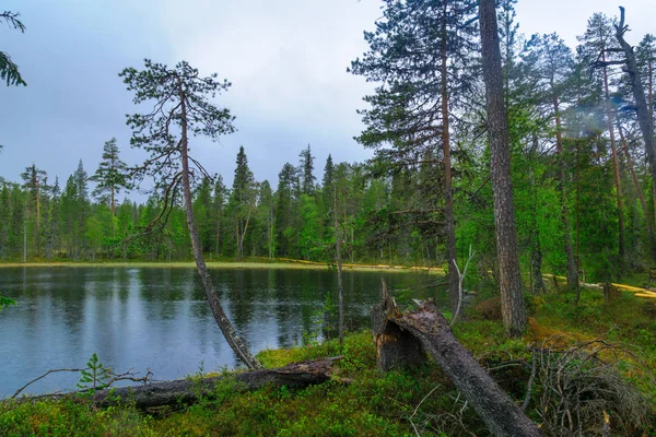 Lanskap Hutan Dan Danau Taman Nasional Oulanka Finlandia — Stok Foto