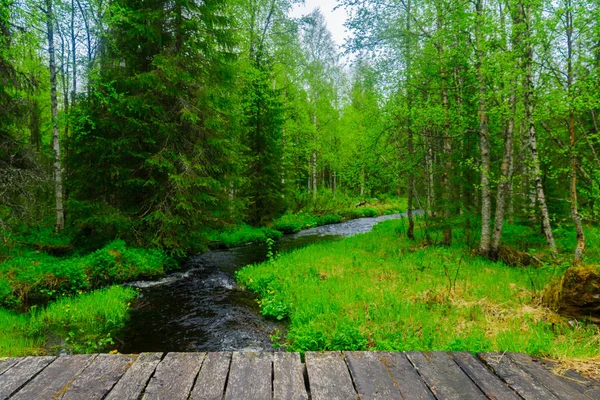 Strumień Las Szlakiem Rykimakero Parku Narodowym Pyha Luosto Laponia Finlandia — Zdjęcie stockowe