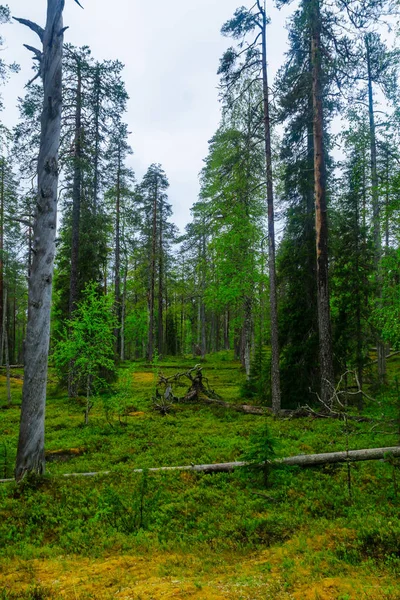 Деревья Леса Вдоль Тропы Рикимакеро Национальном Парке Пия Луосто Лапландия — стоковое фото