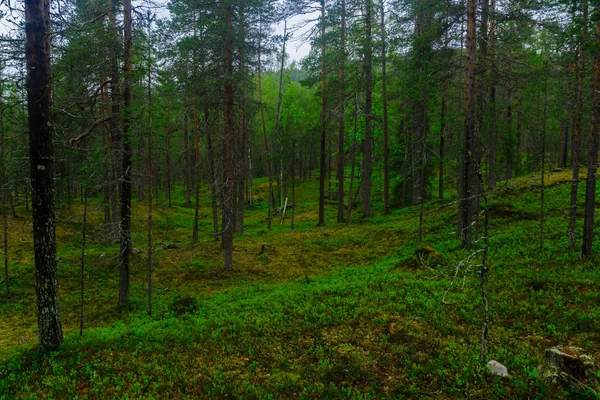 Stromy Les Tunturiaapa Stezce Národním Parku Pyha Luosto Lapland Finsko — Stock fotografie