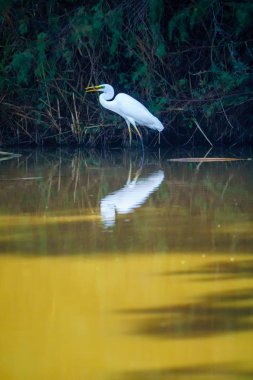 Ibis kuş tr Afek doğa su rezerv, Kuzey İsrail