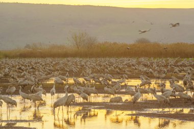 Agamon Hula kuş sığınağı, gündoğumu, Hula Valley, İsrail, ortak vinç kuşlar