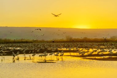 Agamon Hula kuş sığınağı, gündoğumu, Hula Valley, İsrail, ortak vinç kuşlar