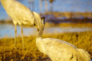 Agamon Hula kuş ortak vinç kuşlar sığınma, Hula Vadisi, Kuzey İsrail