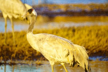 Agamon Hula kuş ortak vinç kuşlar sığınma, Hula Vadisi, Kuzey İsrail