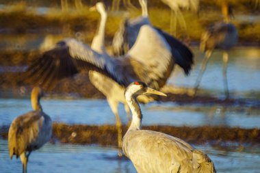 Agamon Hula kuş ortak vinç kuşlar sığınma, Hula Vadisi, Kuzey İsrail