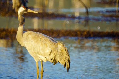 Agamon Hula kuş ortak vinç kuşlar sığınma, Hula Vadisi, Kuzey İsrail