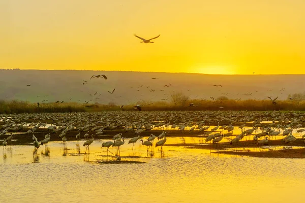 Common Crane Birds Agamon Hula Bird Refuge Sunrise Hula Valley — Stock Photo, Image