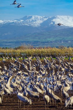 Agamon Hula kuş sığınağı ortak vinç kuşlar ile Mount Hermon içinde belgili tanımlık geçmiş. Hula Vadisi, Kuzey İsrail