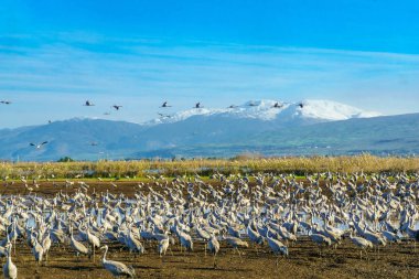Agamon Hula kuş sığınağı ortak vinç kuşlar ile Mount Hermon içinde belgili tanımlık geçmiş. Hula Vadisi, Kuzey İsrail