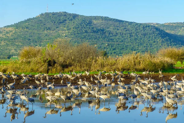 Common Crane Birds Agamon Hula Bird Refuge Hula Valley Northern — Stock Photo, Image