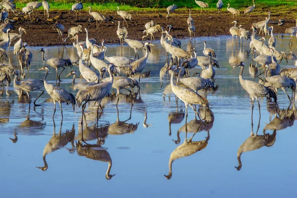 Common Crane Birds Agamon Hula Bird Refuge Hula Valley Northern — Stock Photo, Image