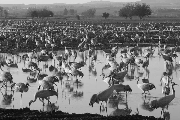 Common Crane Birds Agamon Hula Bird Refuge Hula Valley Northern — Stock Photo, Image