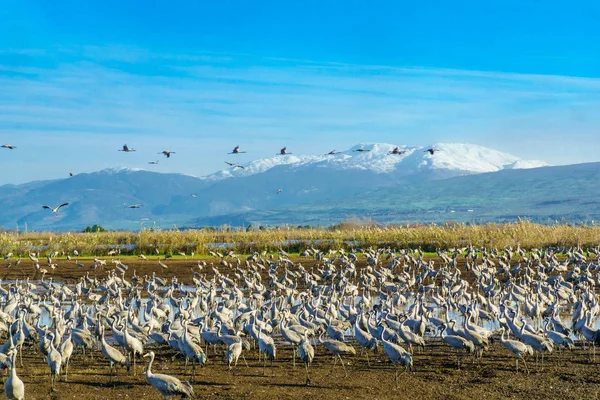 Agamon Hula kuş sığınağı ortak vinç kuşlar ile Mount Hermon içinde belgili tanımlık geçmiş. Hula Vadisi, Kuzey İsrail