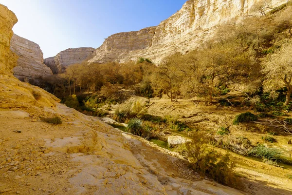 Veduta Del Canyon Del Parco Nazionale Ein Avdat Del Deserto — Foto Stock