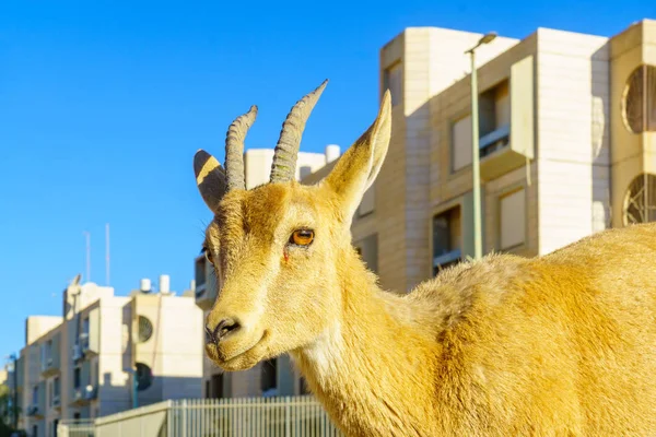 Мицпе Рамон Израиль Января 2019 Года Nubian Ibex Городской Зоне — стоковое фото