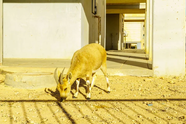 Mitzpe Ramon Srail Ocak 2019 Nubian Dağ Keçisi Mitzpe Ramon — Stok fotoğraf