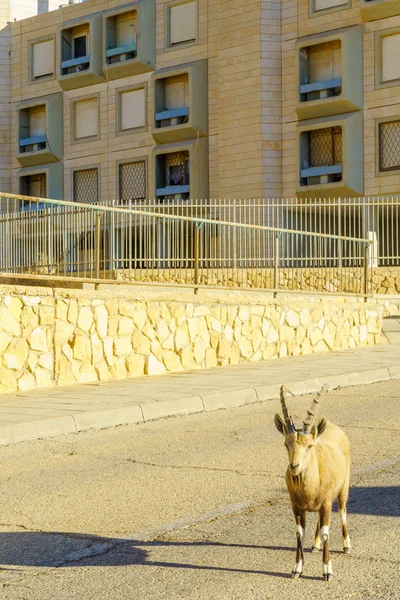 Мицпе Рамон Израиль Января 2019 Года Nubian Ibex Городской Зоне — стоковое фото