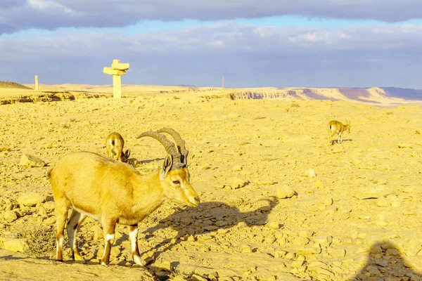 Nubische Steinböcke Und Landschaft Des Makhtesh Krater Ramon Der Negev — Stockfoto
