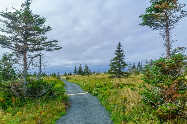 Skyline trail, in Cape Breton Highlands National Park — Stock Photo, Image