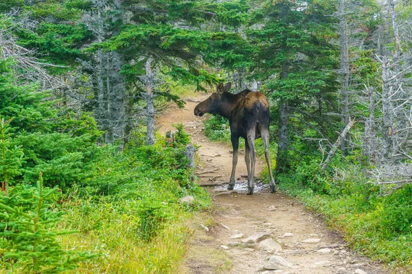 Moose, in Cape Breton Highlands National Park