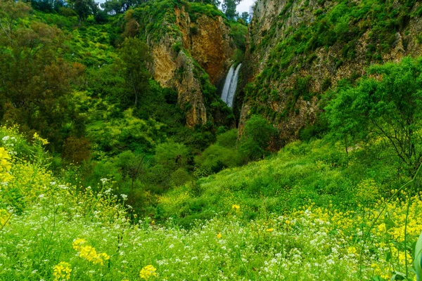 Naturreservatet Ayun Valley och vattenfallet Tanur — Stockfoto