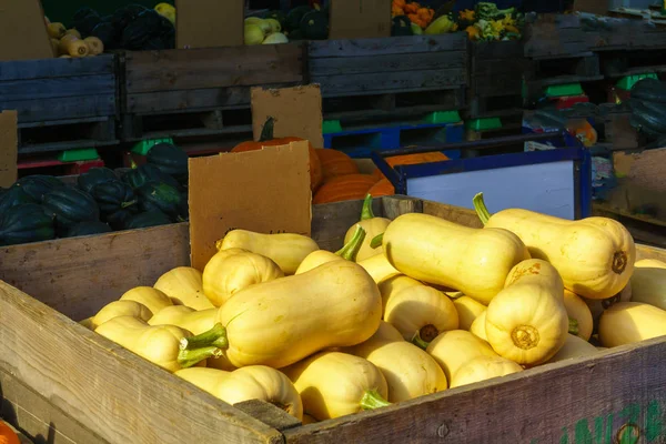 Calabaza de mantequilla a la venta en el mercado Jean-Talon Market, Montre — Foto de Stock