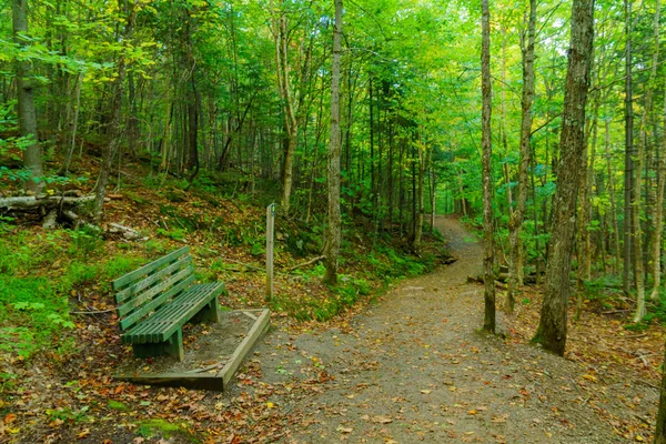 Árboles y sendero, en el Parque Nacional Mont Tremblant — Foto de Stock
