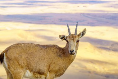 Nubian Ibex ve Makhtesh (krater) Ramon manzara