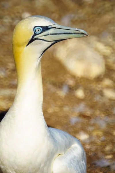 Gannet vogels op het eiland Bonaventure — Stockfoto